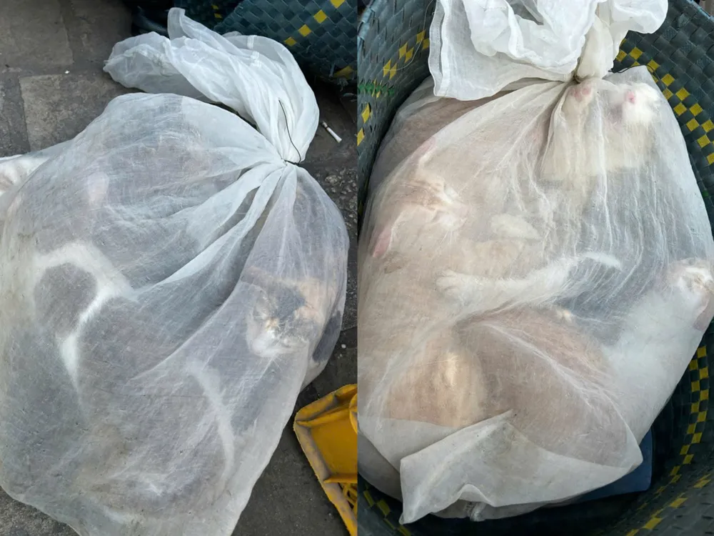 Mèo do các đối tượng bẫy trộm Ảnh 3 - Tang vật thu giữ.jpg