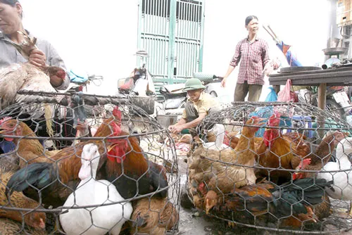 Buôn bán gia cầm sống và giết mổ gia cầm, gia súc còn phổ biến ở nhiều chợ