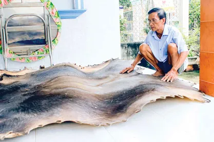 Nghệ nhân Nguyễn Văn Lương chọn da trâu để làm mặt trống.