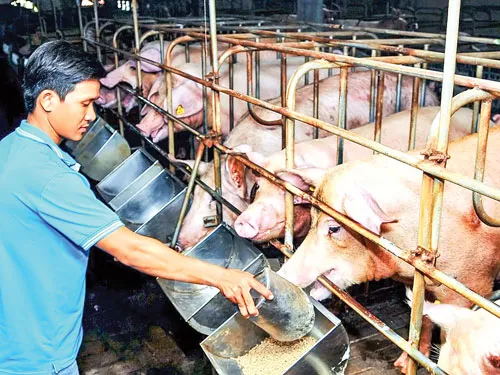 Người chăn nuôi đang ôm nợ và đối diện nguy cơ phá sản vì giá heo xuống thấp.
