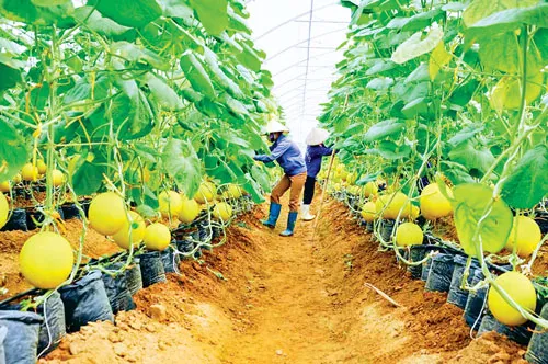 Muốn phát triển nông nghiệp công nghệ cao phải gỡ bỏ chính sách hạn điền, bởi diện tích sản xuất quy mô lớn mới đủ sức cạnh tranh.