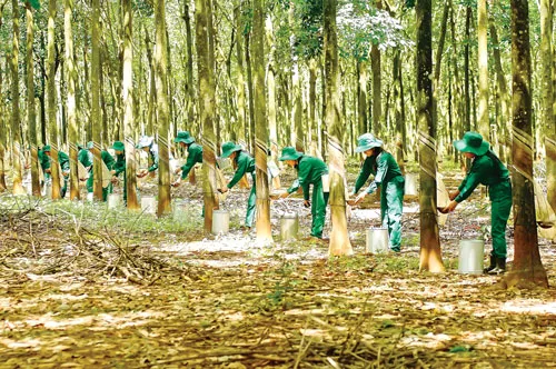 Công nhân khai thác mủ cao su. Ảnh: LONG THANH