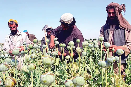 Cỗ máy kiếm tiền của khủng bố (K2): Mại dâm và buôn lậu ảnh 1 Cỗ máy kiếm tiền của khủng bố (K2): Mại dâm và buôn lậu ảnh 1