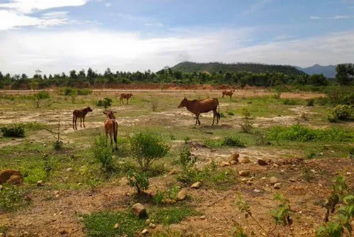 Mặt bằng khu đô thị Thien Park nay vẫn là nơi thả bò của người dân. Ảnh: HÀ MINH Mặt bằng khu đô thị Thien Park nay vẫn là nơi thả bò của người dân. Ảnh: HÀ MINH