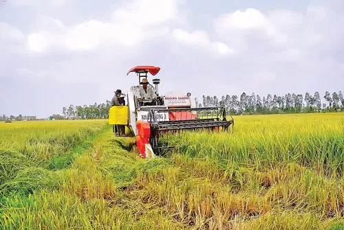 Cần bỏ chính sách hạn điền để khuyến khích sản xuất quy mô lớn.