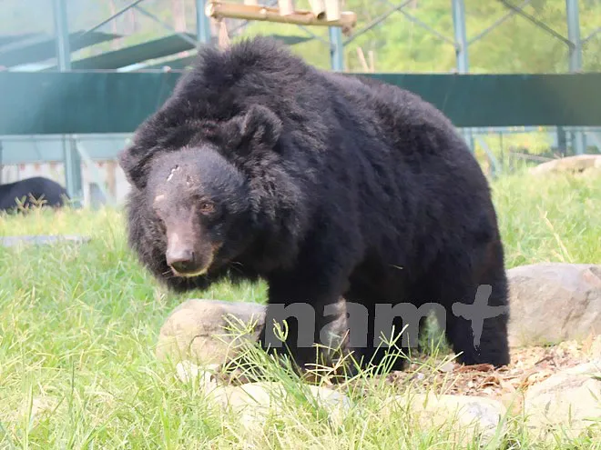 Vandrew bị mất nguyên cả một cánh tay, một mắt bị hỏng, túi mật và gan của cậu cũng có nhiều vết sẹo. Ảnh: Hùng Võ