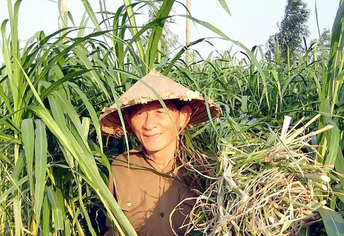 Anh hùng Hồ Giáo ở tại trang trại trâu xã Hành Thiện, huyện Nghĩa Hành. Ảnh chụp năm 2007 của Công Xuân.