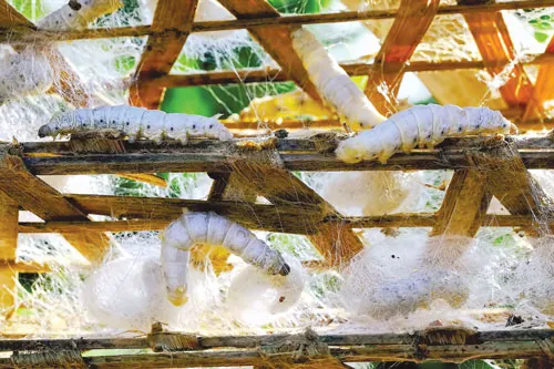 Tằm được hong nắng nhẹ vào sáng sớm. Kiểm tra giống tằm trước khi nuôi cấy giống. Nông dân Bảo Lộc thu hoạch dâu để nuôi tằm. Tằm trong giai đoạn nhả tơ. Chọn kén tốt trước khi nấu. Nhuộm vải bằng thủ công. Nấu kén để lấy sợi. Xe sợi. Phơi lụa.