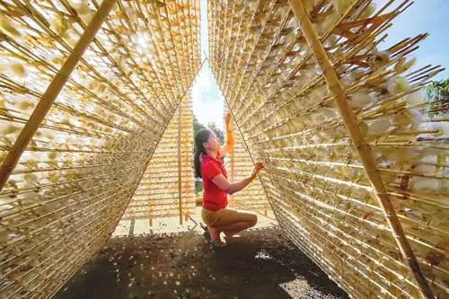 Tằm được hong nắng nhẹ vào sáng sớm. Kiểm tra giống tằm trước khi nuôi cấy giống. Nông dân Bảo Lộc thu hoạch dâu để nuôi tằm. Tằm trong giai đoạn nhả tơ. Chọn kén tốt trước khi nấu. Nhuộm vải bằng thủ công. Nấu kén để lấy sợi. Xe sợi. Phơi lụa.