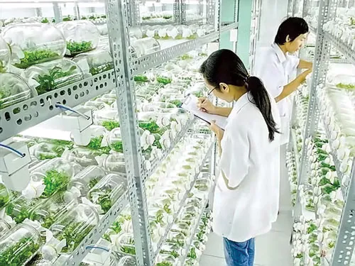 Cây giống nuôi cấy mô tại Trung tâm Công nghệ sinh học TPHCM.