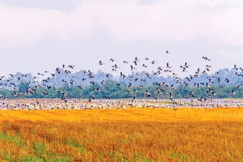 Vũ điệu Tràm Chim ảnh 9