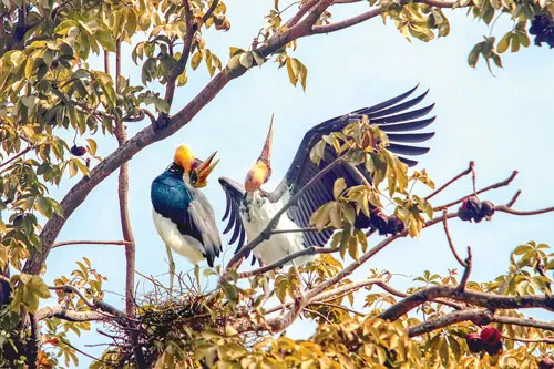 Vũ điệu Tràm Chim ảnh 2