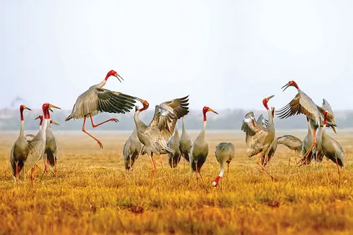 Vũ điệu Tràm Chim ảnh 6