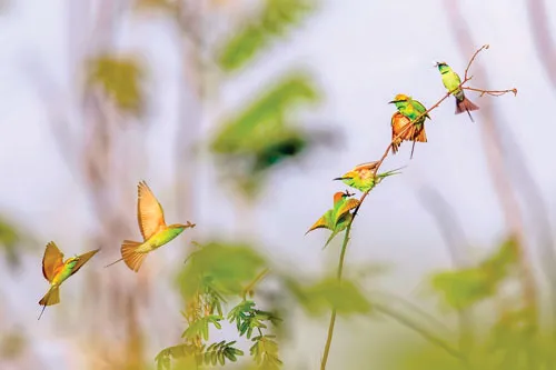 Vũ điệu Tràm Chim ảnh 7