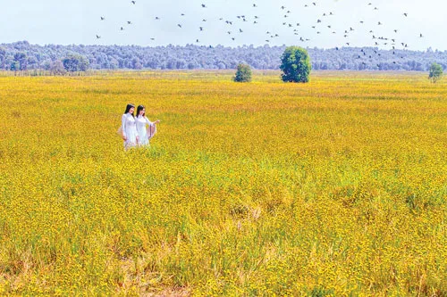 Vũ điệu Tràm Chim ảnh 5