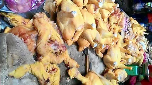 Chất Vàng-ô được trộn trong thức ăn chăn nuôi để tạo màu vàng cho thịt gà trong thời gian vỗ béo gà (Ảnh minh họa) Chất Vàng-ô được trộn trong thức ăn chăn nuôi để tạo màu vàng cho thịt gà trong thời gian vỗ béo gà (Ảnh minh họa)