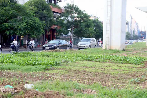 Dải phân cách của công trình được người dân tranh thủ trồng rau, tập kết vật liệu xây dựng.