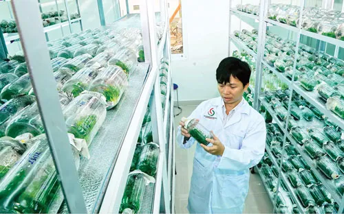 Nuôi cấy mô tại Trung tâm công nghệ sinh học TPHCM.