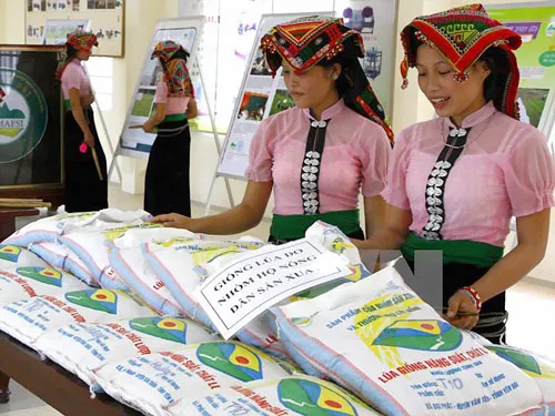 Sản phẩm hạt giống lúa, gạo năng suất, chất lượng cao được sản xuất ở Yên Bái.