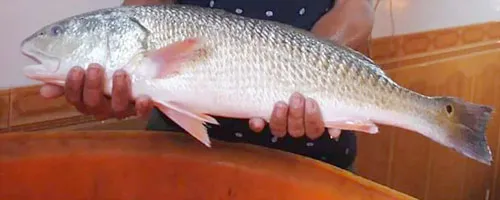 Con cá sủ vàng ông Nhật câu được ngày 24-11. ảnh: CTV