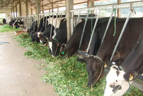 Một trang trại chăn nuôi bò với mô hình liên kết theo chuỗi giá trị. Một trang trại chăn nuôi bò với mô hình liên kết theo chuỗi giá trị.