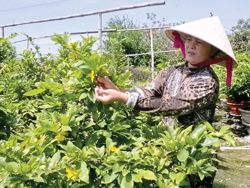 Nhiều nhà vườn cho biết mai Tết sẽ được mùa do thời tiết tốt.