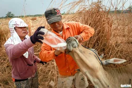 Vợ chồng ông Cao Xuân Thành và bà Lê Thị Cúc Phương (thôn Đoàn, xã Ia Lốp) cho con bò bị say nắng uống nước ngọt.