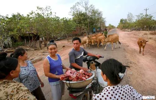 Bò mới chết vì say nắng, thương lái chỉ trả mua 3 triệu đồng nên ông Lê Kỳ Gióng (thôn Vùng, xã Ia Lốp, huyện Ea Súp) xẻ thịt đem đi bán, hy vọng kiếm thêm được tiền bò.