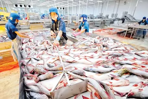 Vĩnh Hoàn là DN xuất khẩu cá tra hàng đầu. Vĩnh Hoàn là DN xuất khẩu cá tra hàng đầu.