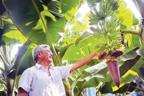 Hệ thống "cáp treo" vận chuyển chuối từ nơi thu hoạch về kho chứa. Lão nông 61 tuổi vẫn tự chăm chút từng trái chuối. Chuối thu hoạch về được rửa sạch bụi bẩn. Chuối được nhúng qua hệ thống hồ nước chứa chất diệt khuẩn. Vườn chuối 40ha tại xã Mỹ Bình, huyện Đức Huệ, Long An. Đóng gói chuối mang đi tiêu thụ và xuất khẩu.