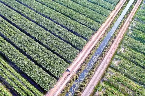 Hệ thống "cáp treo" vận chuyển chuối từ nơi thu hoạch về kho chứa. Lão nông 61 tuổi vẫn tự chăm chút từng trái chuối. Chuối thu hoạch về được rửa sạch bụi bẩn. Chuối được nhúng qua hệ thống hồ nước chứa chất diệt khuẩn. Vườn chuối 40ha tại xã Mỹ Bình, huyện Đức Huệ, Long An. Đóng gói chuối mang đi tiêu thụ và xuất khẩu.