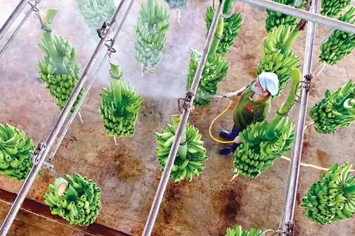 Hệ thống "cáp treo" vận chuyển chuối từ nơi thu hoạch về kho chứa. Lão nông 61 tuổi vẫn tự chăm chút từng trái chuối. Chuối thu hoạch về được rửa sạch bụi bẩn. Chuối được nhúng qua hệ thống hồ nước chứa chất diệt khuẩn. Vườn chuối 40ha tại xã Mỹ Bình, huyện Đức Huệ, Long An. Đóng gói chuối mang đi tiêu thụ và xuất khẩu.