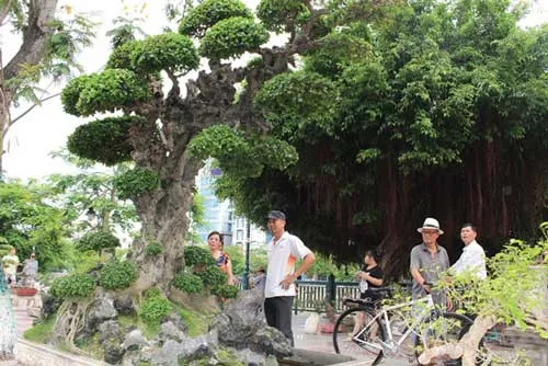 'Bán nhà, bỏ vợ' với đam mê cây cảnh bạc tỉ ảnh 1 'Bán nhà, bỏ vợ' với đam mê cây cảnh bạc tỉ ảnh 1