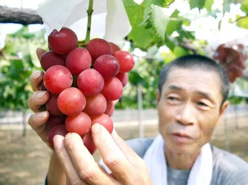 Một chùm nho Ruby Roman đạt chuẩn điển hình.