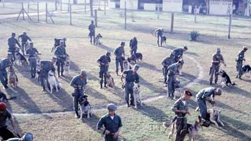 Thời chiến tranh, quân đội Mỹ sử dụng chó huấn luyện ở khu vực phục vụ kế hoạch xâm lược trên toàn Đông Dương. Thời chiến tranh, quân đội Mỹ sử dụng chó huấn luyện ở khu vực phục vụ kế hoạch xâm lược trên toàn Đông Dương.