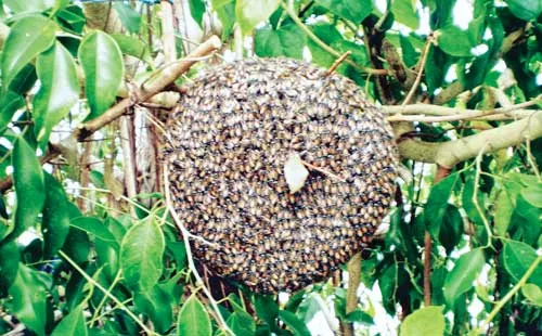 Những tổ ong ruồi nguyên cả con còn sống được bán cho người có thú chơi quái dị để ngâm rượu với giá khá cao.