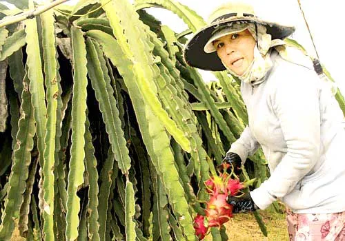 Nhiều nông dân trồng thanh long ở Bình Thuận đã từ bỏ VietGAP.