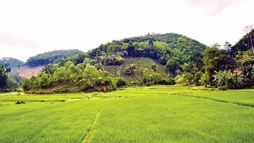 Cánh đồng xanh bên vạt đồi chè, cọ ở Sơn Dương. Cánh đồng xanh bên vạt đồi chè, cọ ở Sơn Dương.