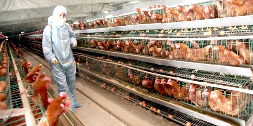 Công nghiệp chăn nuôi hụt hơi đáp ứng nhu cầu protein toàn cầu ngày càng tăng.