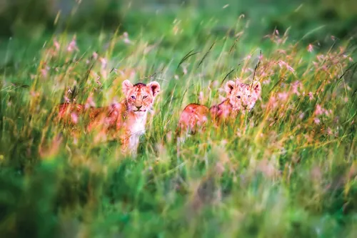 Những khoảnh khắc đẹp về thiên nhiên hoang dã.