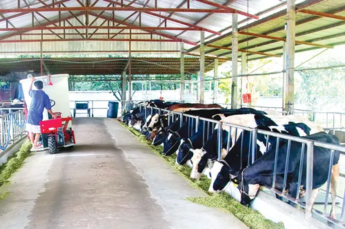 Nuôi bò thịt -Món ngon khó nhằn ảnh 1