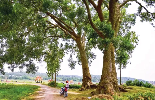 Làng cổ tiểu sành ảnh 2