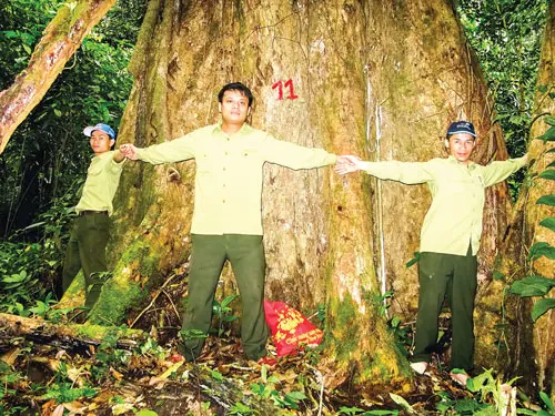 Cây sa mu dầu cổ thụ lớn nhất có đường kính lên đến 3,7m. Cây sa mu dầu cổ thụ lớn nhất có đường kính lên đến 3,7m.