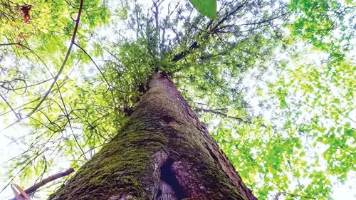 Cây sa mu dầu thường có tán rộng, trùm khắp một khu đất lớn. Cây sa mu dầu thường có tán rộng, trùm khắp một khu đất lớn.