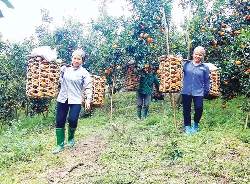 Gia đình bà Đoàn Thị Thơm, huyện Hàm Yên là hộ sản xuất giỏi cấp tỉnh nhiều năm liền với diện tích hơn 2ha trồng cam theo tiêu chuẩn VietGap, mỗi năm cho thu hoạch hơn 50 tấn quả, trừ chi phí mỗi năm thu lãi gần 400 triệu đồng. Ảnh: Vũ Sinh