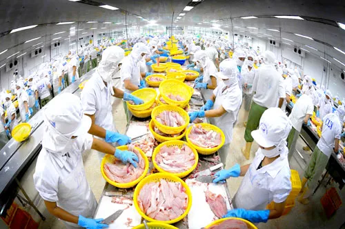 Xuất khẩu cá tra sang Trung Quốc tăng mạnh, đây là điều mừng nhưng cũng đáng lo.