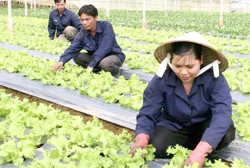 Trồng rau sạch tại Công ty Dịch vụ tổng hợp nông nghiệp Anh Đào Đà Lạt.