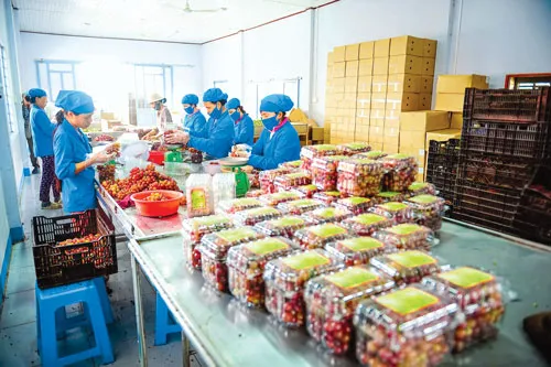 Xứ sở nho Ninh Thuận ảnh 2