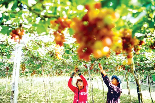 Diện tích các vườn nho tại Ninh Thuận đạt 1.200ha. Đóng gói nho vào hộp. Sản vật đặc trưng của Ninh Thuận: nho tươi, rượu vang nho và mật nho. Du khách đến Ninh Thuận thường chọn nho về làm quà. Du khách tham quan tại vườn nho. Nho thường được trồng theo lối mắc giàn.