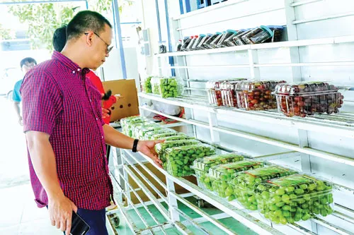 Xứ sở nho Ninh Thuận ảnh 4